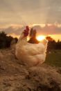 الاكتفاء الذاتي السعودي من الدجاج اللاحم يحقق نسبة مذهلة ومعدل الاستهلاك في ارتفاع